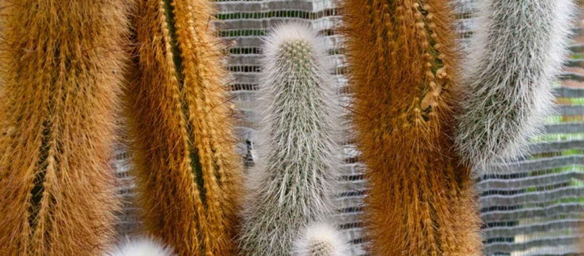 Cleistocactus Strausii main