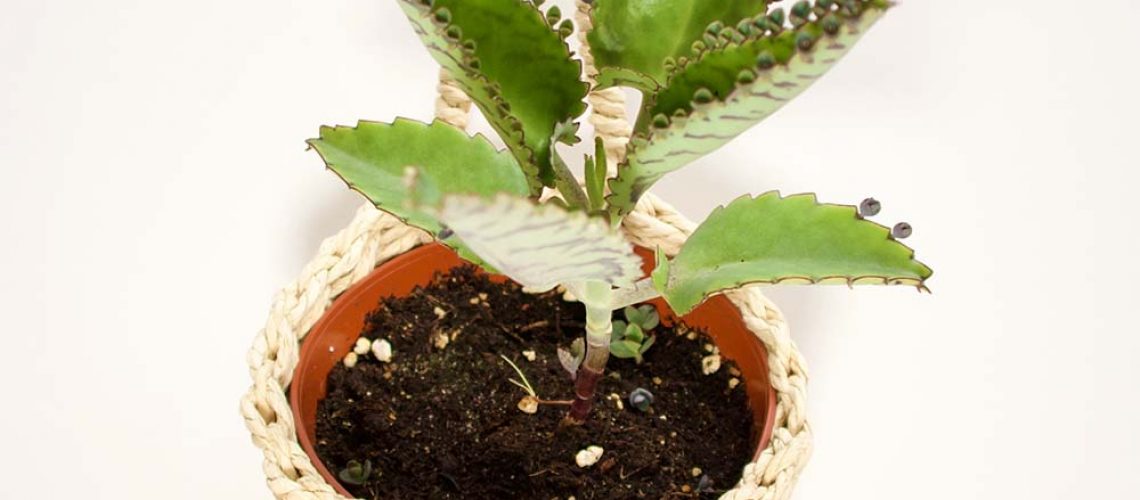 Kalanchoë