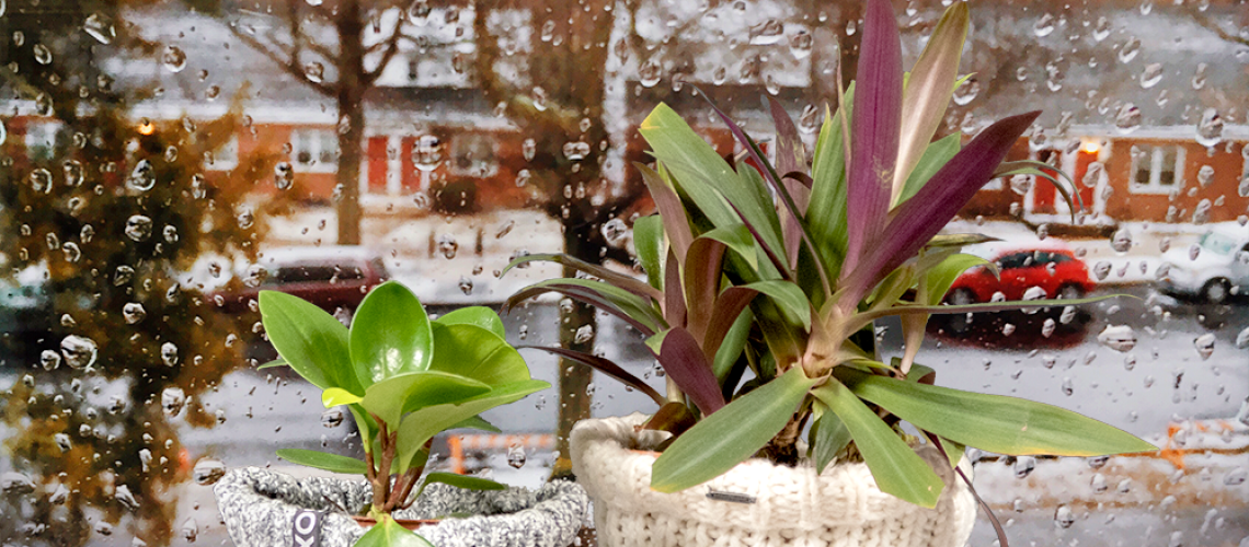 winterplanten